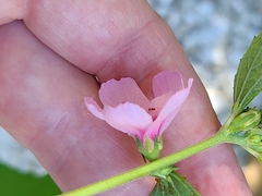 Urena lobata image