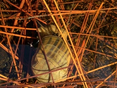 Pomacea paludosa