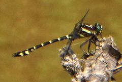 Stylurus scudderi