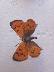 Chrysoritis chrysaor