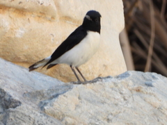 Oenanthe albonigra