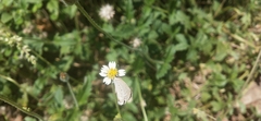 Euchrysops cnejus cnejus