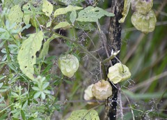 Physalis longifolia subglabrata