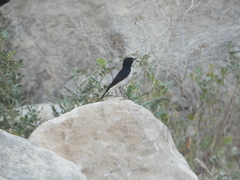 Oenanthe albonigra