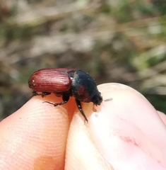 Coprimorphus scrutator