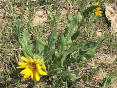 Wyethia amplexicaulis