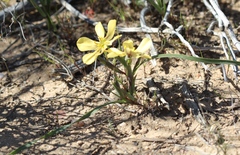 Moraea maximiliani