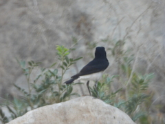 Oenanthe albonigra