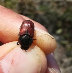 Coprimorphus scrutator