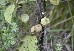 Physalis longifolia subglabrata