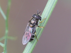 Paragus