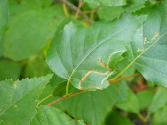 Agromyza alnibetulae