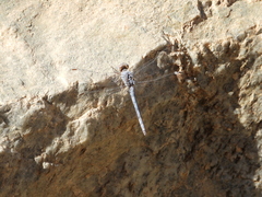 Orthetrum ransonnetii