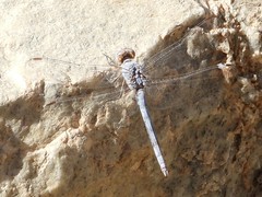 Orthetrum ransonnetii