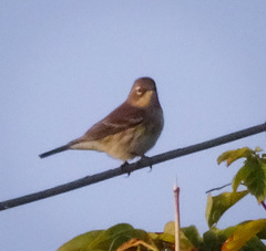 Setophaga coronata coronata