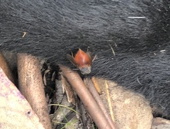 Calliphora nigrithorax