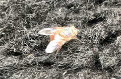 Calliphora nigrithorax