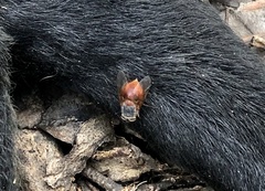 Calliphora nigrithorax