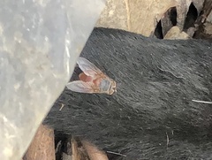 Calliphora nigrithorax