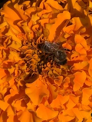 Apis mellifera