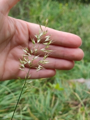 Trisetum flavescens