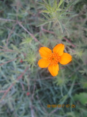 Dyssodia tagetiflora