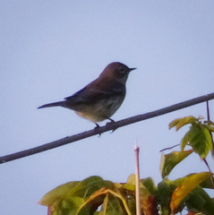Setophaga coronata coronata