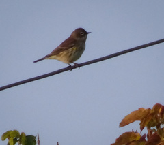 Setophaga coronata coronata