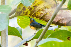 Symposiachrus trivirgatus