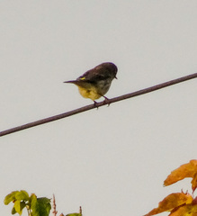 Setophaga coronata coronata