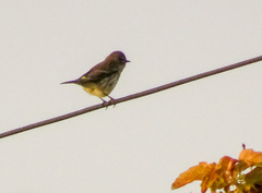 Setophaga coronata coronata