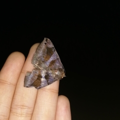 Bastilla arcuata