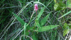 Persicaria amphibia