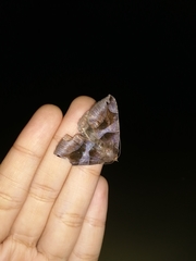Bastilla arcuata