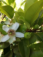 Psidium cattleyanum