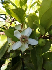 Psidium cattleyanum