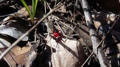 Ambicodamus crinitus