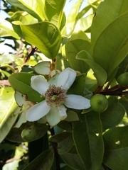 Psidium cattleyanum