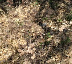 Phacelia cicutaria hispida