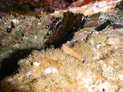 Helcogrammoides cunninghami