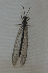 Neuroleon chloranthe
