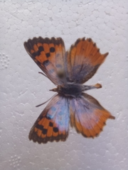 Chrysoritis pan lysander