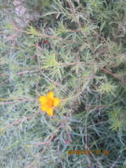Dyssodia tagetiflora