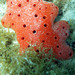 Red Ball Sponge - Photo (c) Slartibartfast, some rights reserved (CC BY-NC), uploaded by Slartibartfast