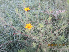 Dyssodia tagetiflora