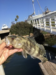 Paralabrax nebulifer