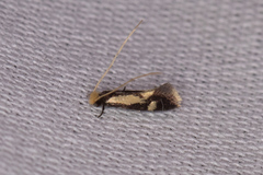 Isocorypha mediostriatella