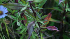 Symphyotrichum novi-belgii