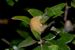 Heteroecus dasydactyli