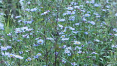 Symphyotrichum novi-belgii